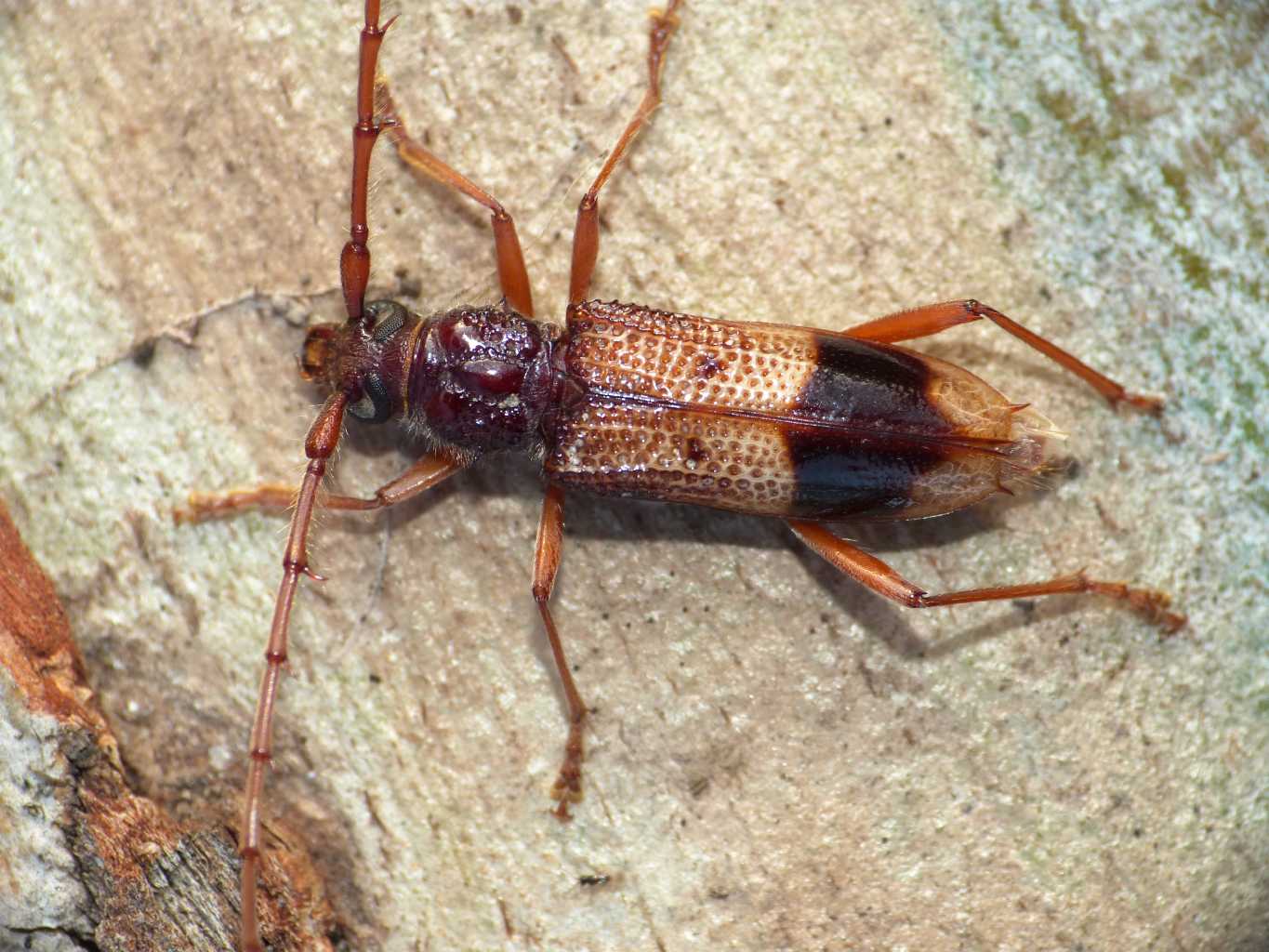 Phoracantha recurva (Cerambycidae) a Ostia Antica